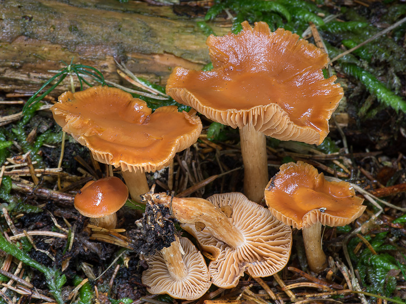 Cortinarius renidens